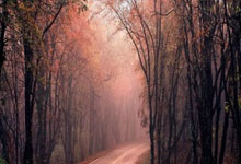 开云体育入口-西北狼啸震山河！宁夏队七连胜锋芒所指，冠军版图再添新章