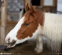 马列尼坏耗临头，费比亚诺难逃遭贬