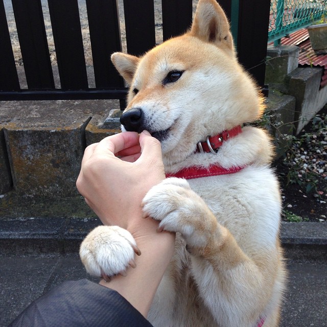 国际赛场，太阳强势拿下新疆，约基奇成为关键先生