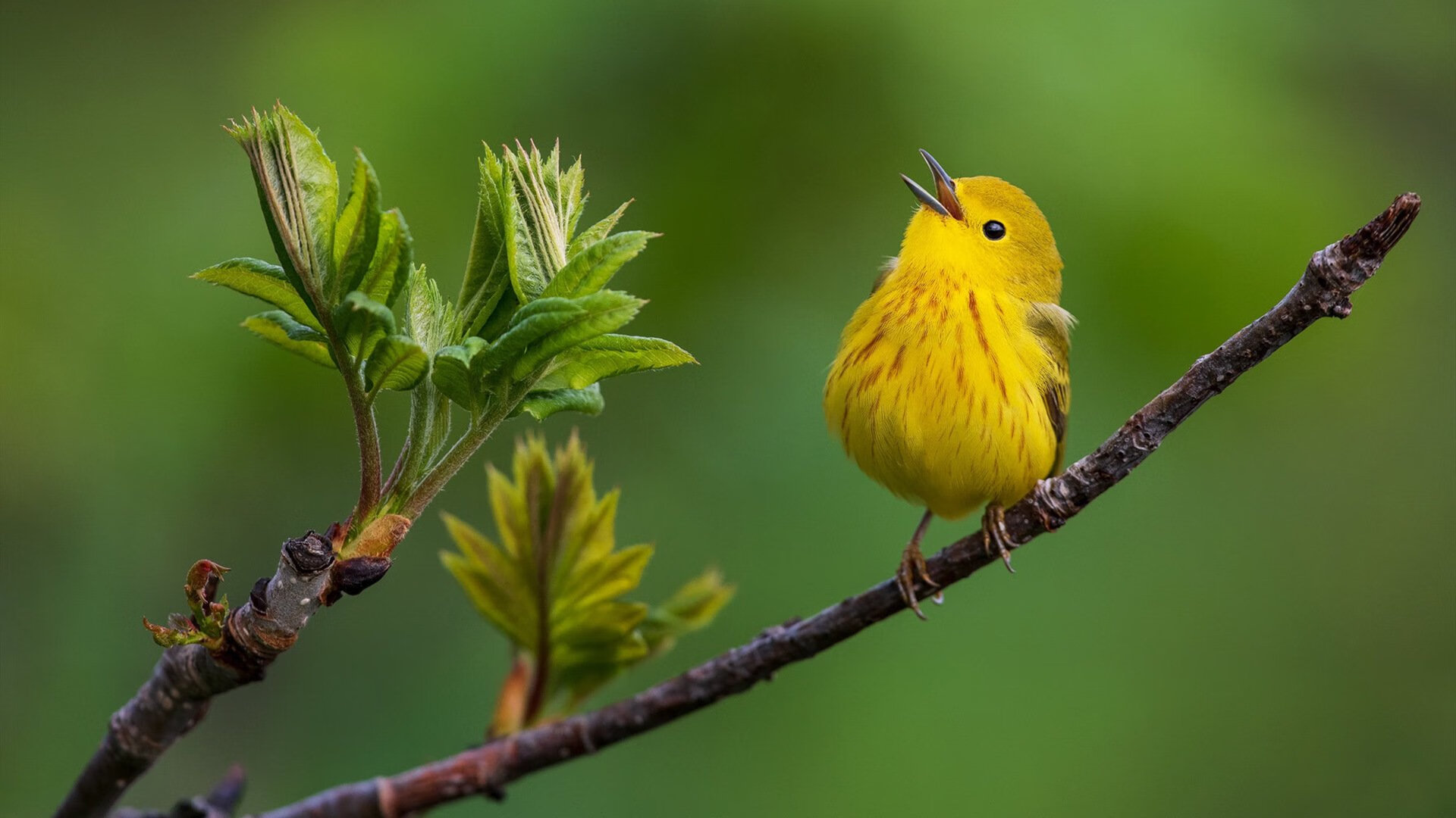 开云体育APP下载-奇才铁壁锁费城，爱德华兹末节封神，当团队绞杀遇上孤胆英雄