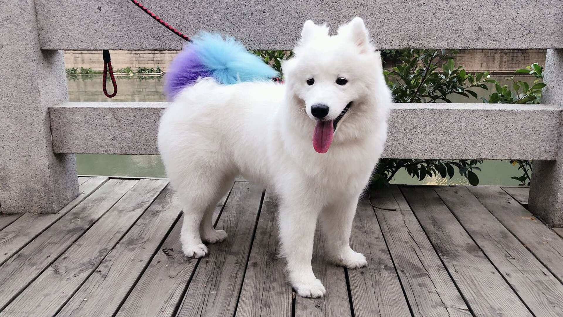 高原无解方程，西决生死夜，武切维奇在篮下写就的绝对法则