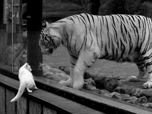 德罗赞末节封神一击，深圳男篮力克黄蜂彰显强队风骨