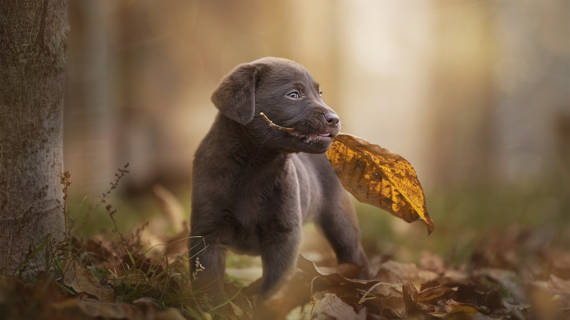 足球世界的破壁者，加纳节奏掌控皇马，金玟哉欧冠半决赛接管比赛