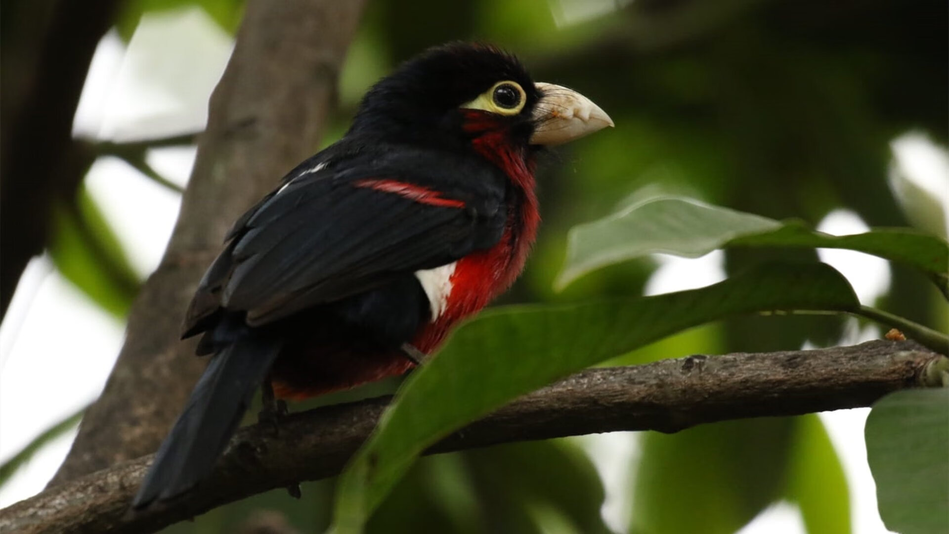 开云体育中国-德罗赞末节狂飙演绎老鹰时间，窒息攻防战险擒黄蜂