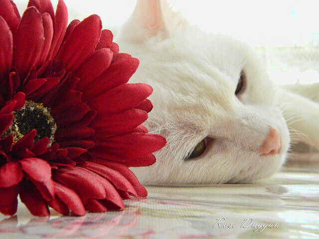 开云体育在线-孤星与银河，莫兰特式英雄主义，如何照亮步行者的争冠团队之路？