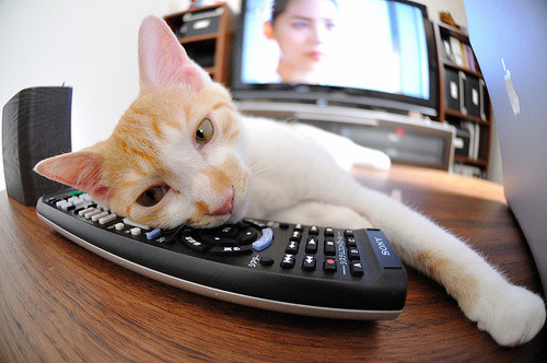 双线统治！塔图姆攻防一体率黄蜂主场告捷