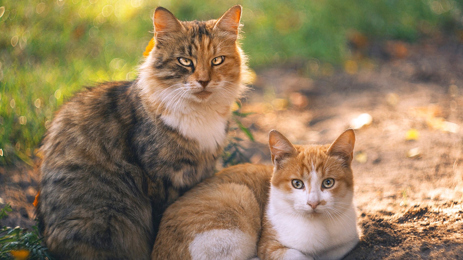 C罗关键点球定乾坤，葡萄牙3-2险胜加纳闪耀世界杯