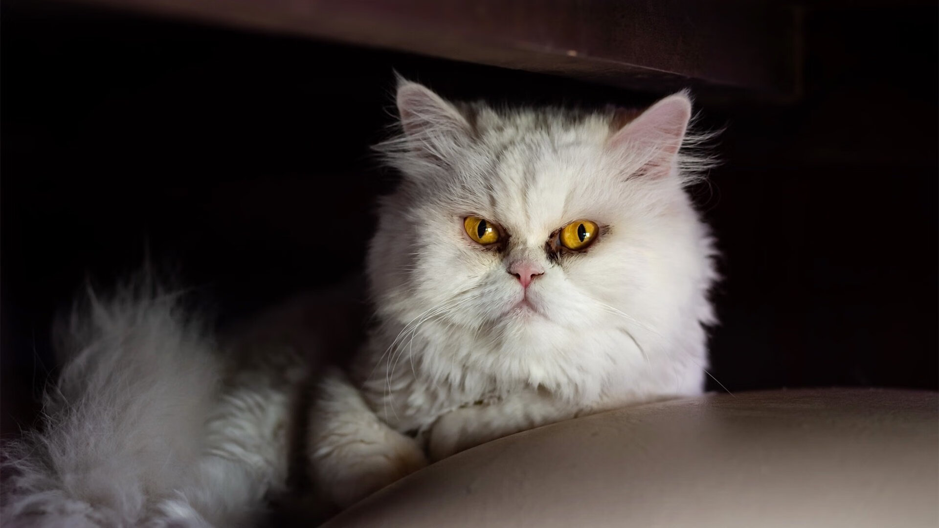 开云体育在线-绿茵传奇，马竞末节绝杀埃及，阿克在意甲焦点战主宰赛场