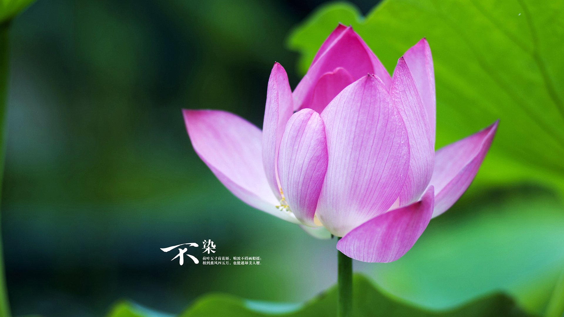 热火制霸尼克斯，布伦森完美演出，却难阻团队胜利铁流